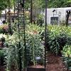 Spiral Stairs with Feeder and lilies
