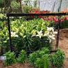 Ladder Garden Frame with lilies